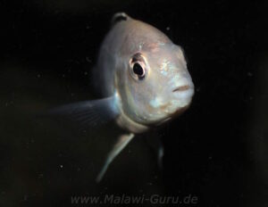 Labidochromis sp. 'nkali'